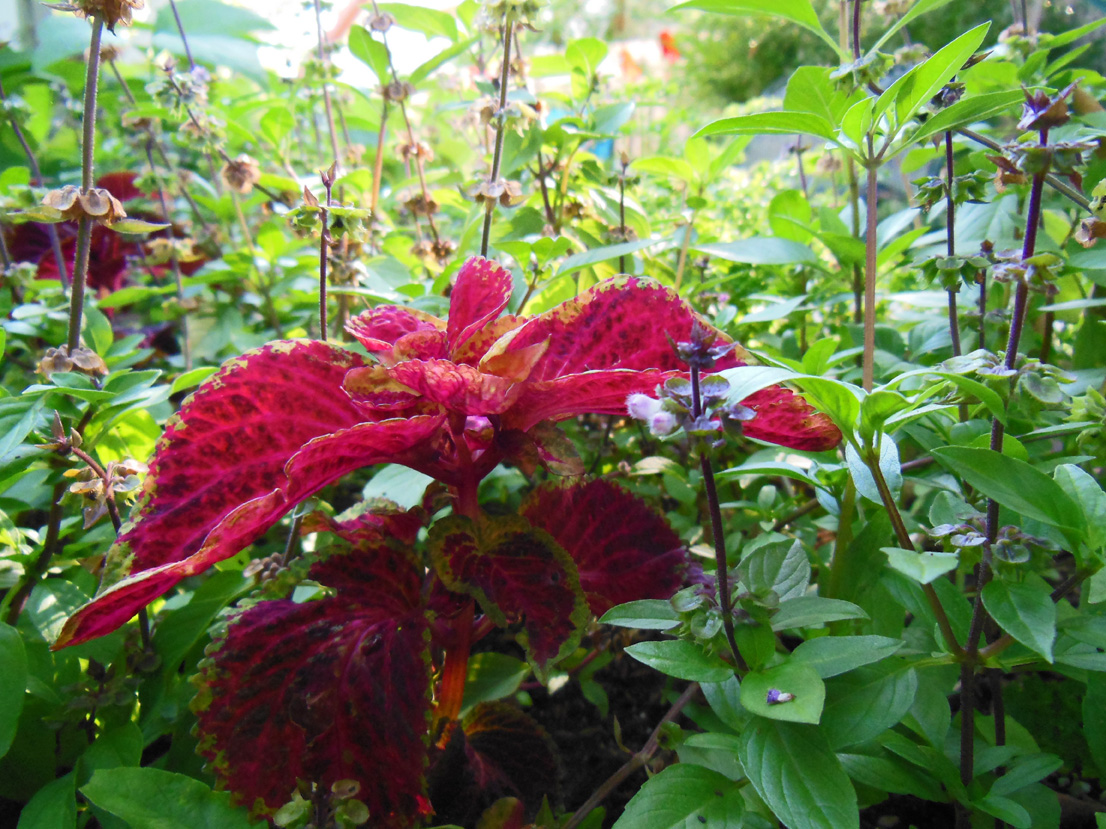Pinch a Coleus