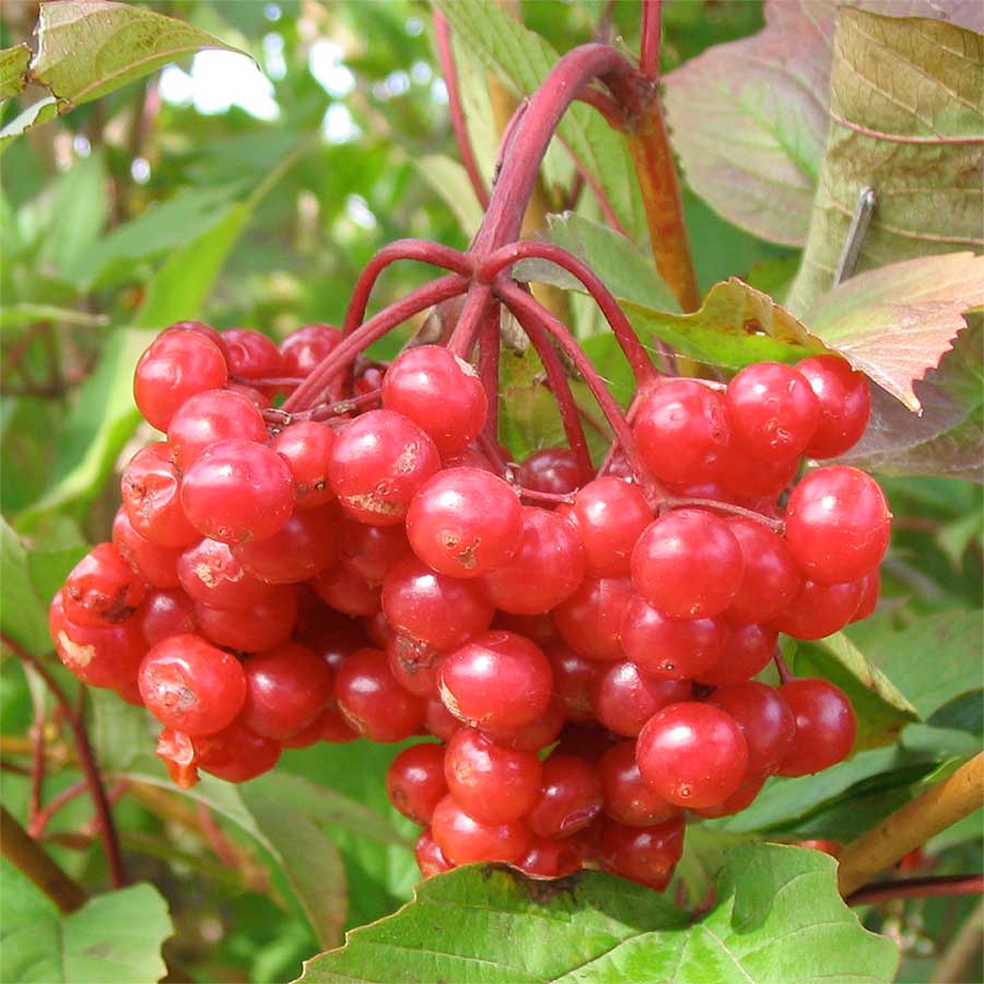 How to Create a BirdFriendly Garden