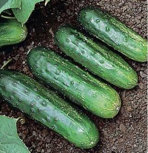 H-19 Little Leaf Cucumber
