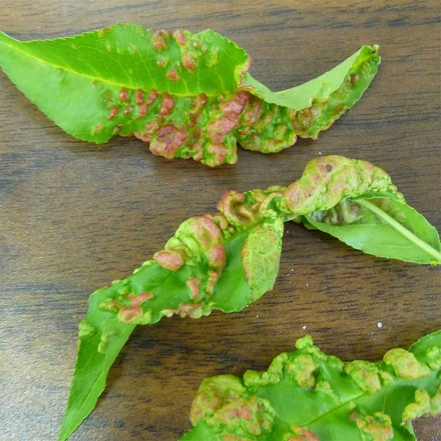 Peach Leaf Curl Disease Blog jungseed