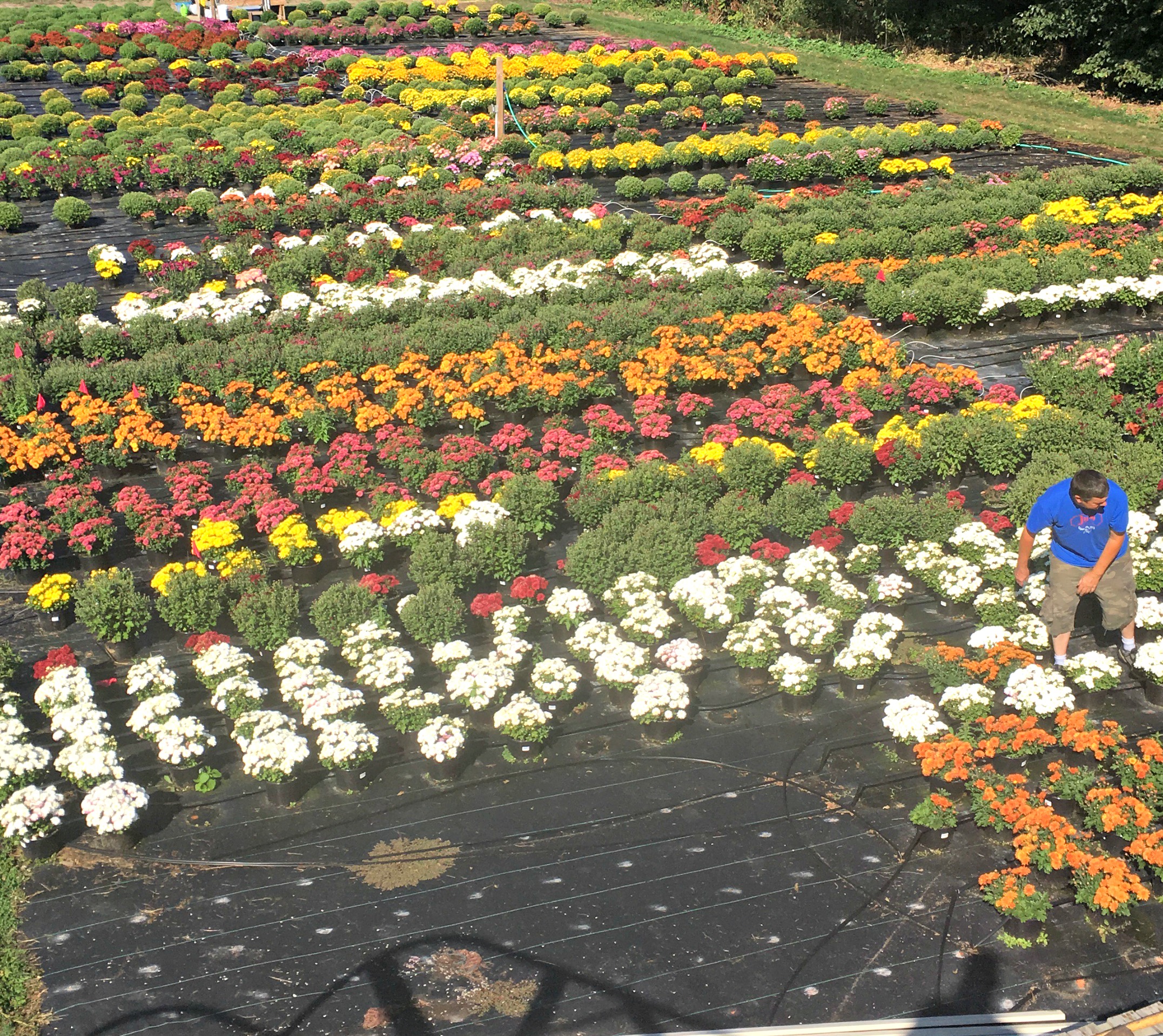2 Steps to Overwinter Hardy Mums