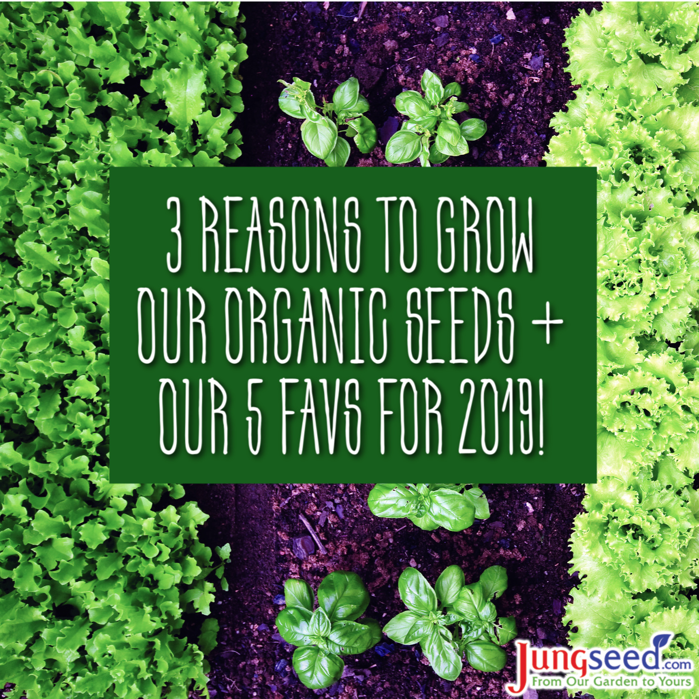 blog.jungseed.com | From Our Garden to Yours