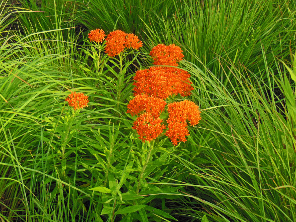 Native Butterfly Weed