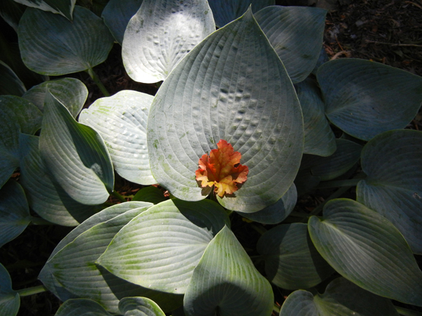 Hosta and Heuchera