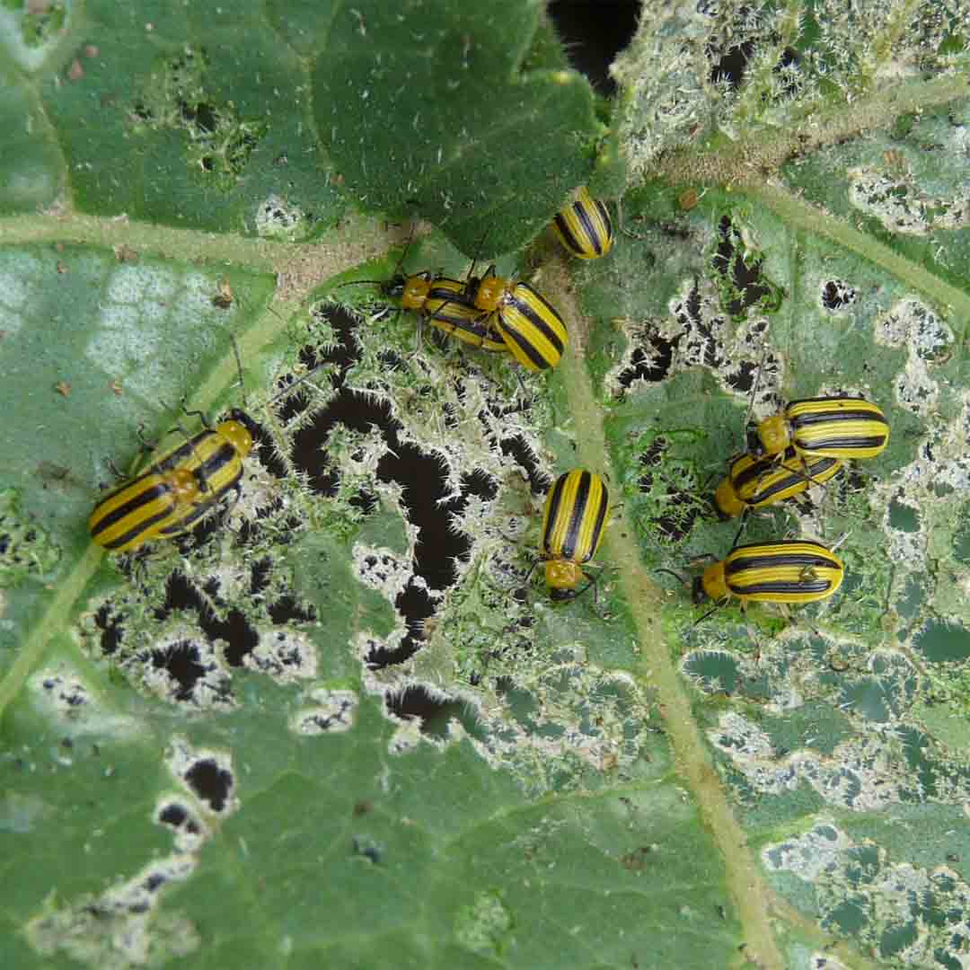 Controlling Cucumber Beetles | blog.jungseed.com