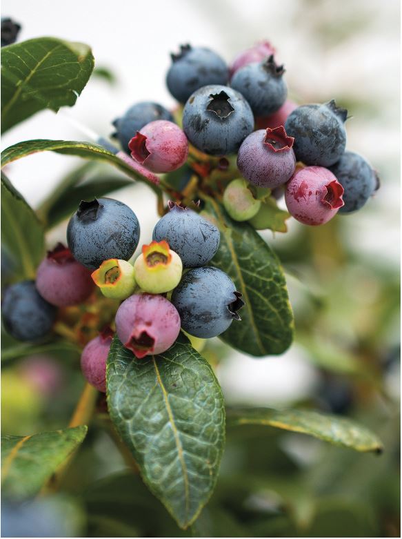 Small Berries and Tips on Growing Them | Jung Seed Gardening Blog