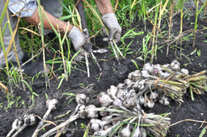 gardener harvesting ripe garlic in the vegetable garden