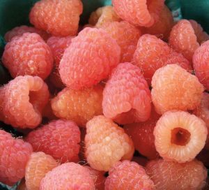 Raspberries light pink and orange in color
