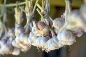 Hanging garlic on drying