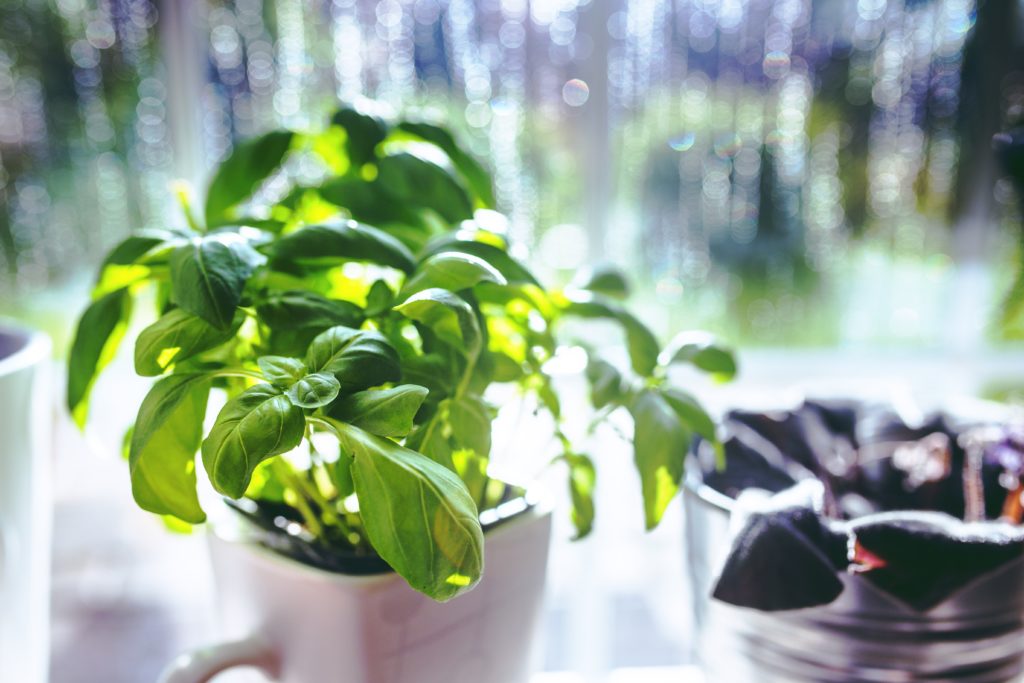 Basil in a cup