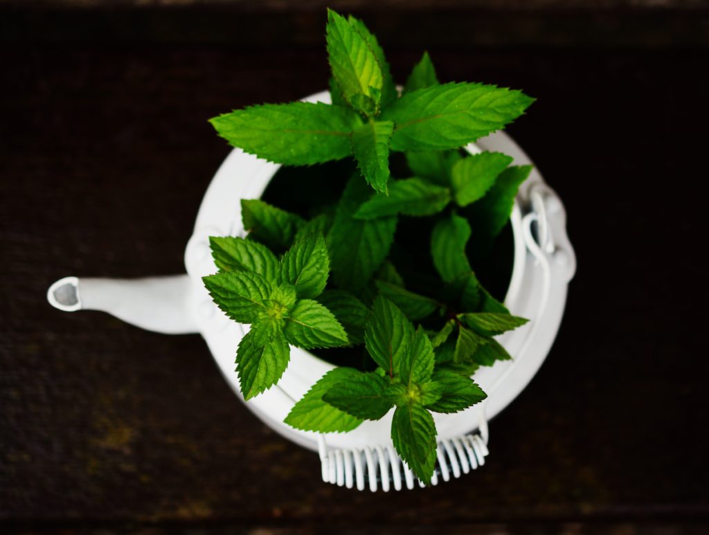 White tea pot growing herbs in it