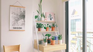 Houseplants on a wooden table near window