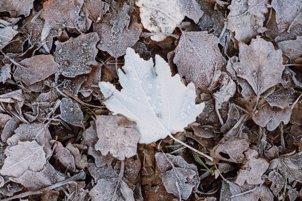 Leaves covered in frost