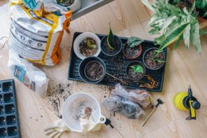 Plants in pots on a table getting fertilizer added