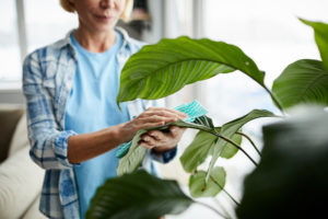 Close-up of woman in casual clothing standing at window and cleaning leaves of houseplant with napkin