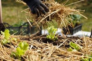 Gloves holding straw mulch