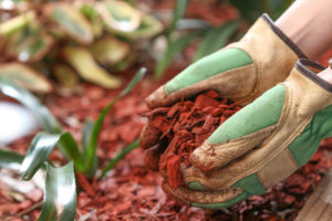 Gardener's gloves holding red mulch