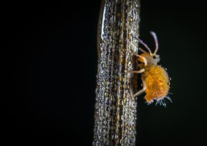 yellow insect crawling on a plant