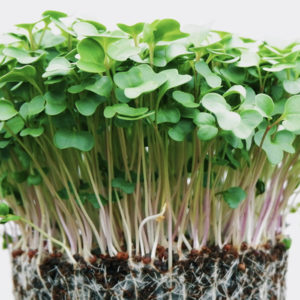 Microgreens Gift Basket