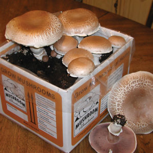 Mushroom Kit