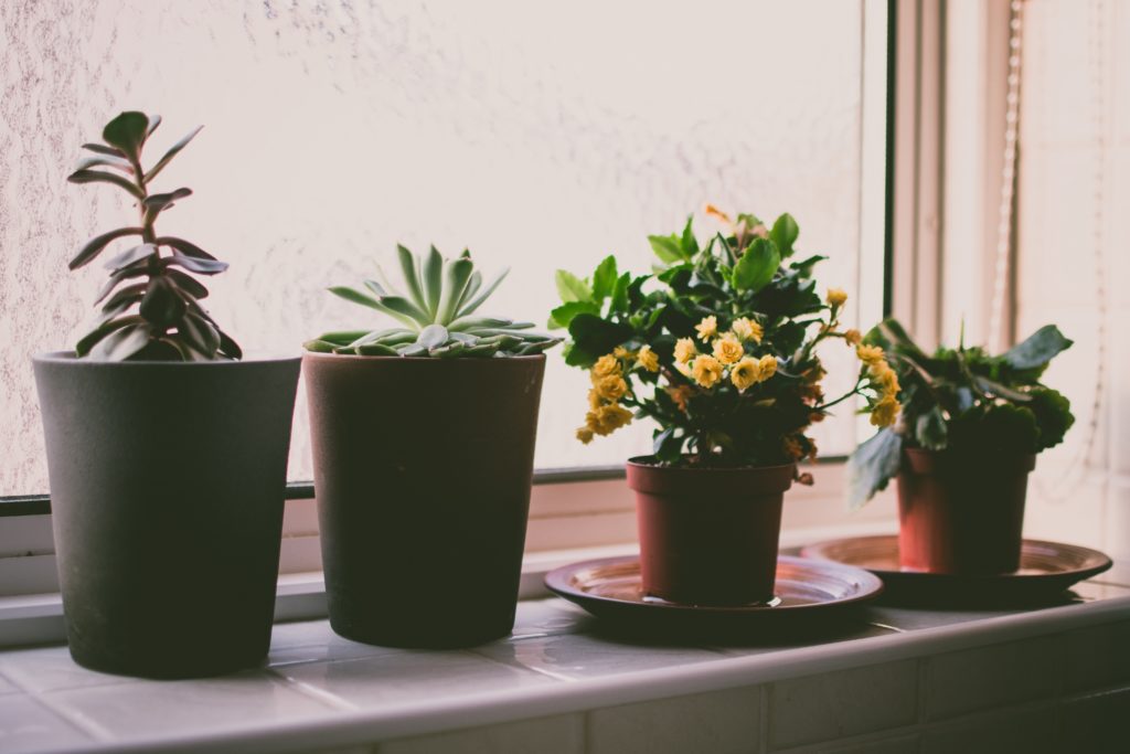 Plants on a windowsill