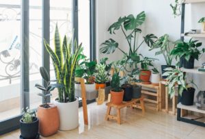 Houseplants grouped together near a window