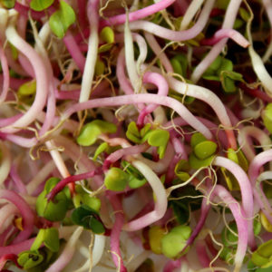 Sprout Gift Basket