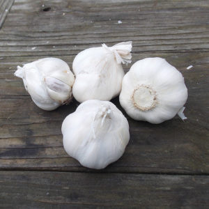 Softneck garlic on a wooden table