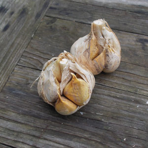 Elephant garlic on a wooden table