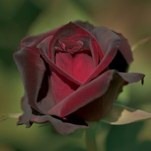 black rose