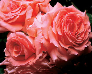 pink roses