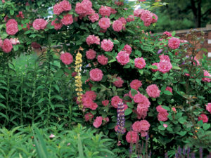 pink climbing roses