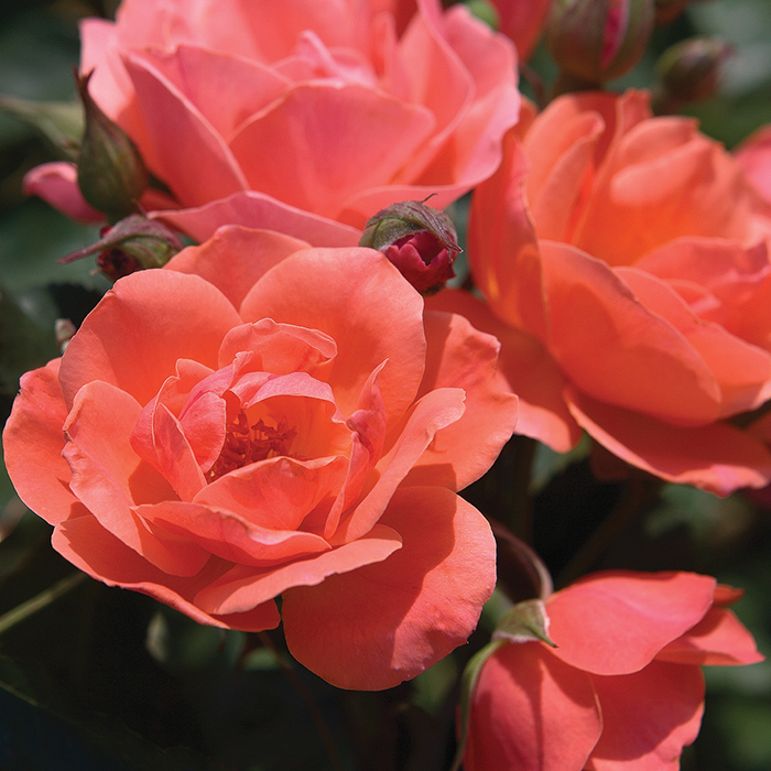 Guide to the Meaning of Rose Colors | Jung Seed Gardening Blog