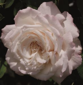 cream rose