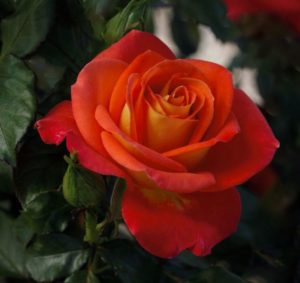 orange rose