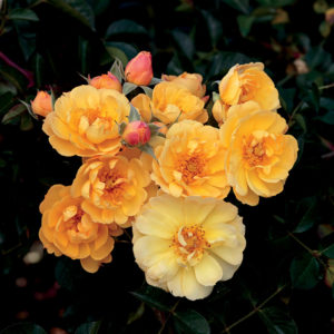 yellow roses