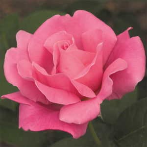 pink rose