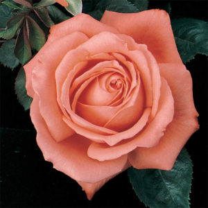 coral rose
