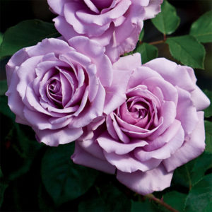 lavender rose