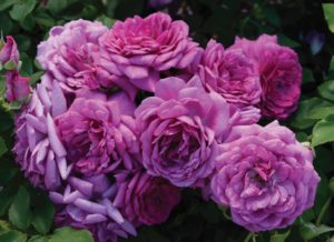 lavender pink roses