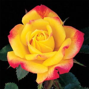 yellow rose with pink edges