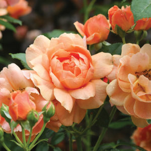 peach rose