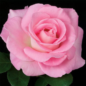 pink rose