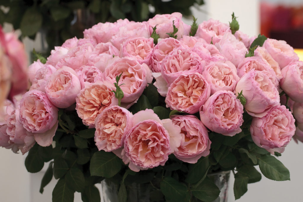 Types of Roses and Rose Care