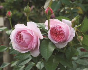 pink roses