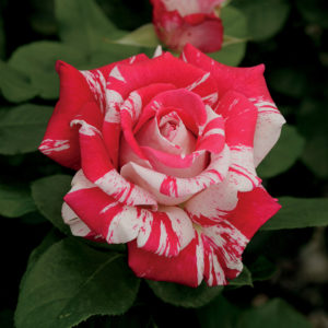 red and white rose