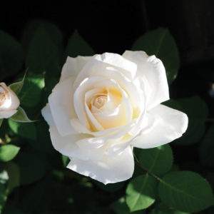 white rose