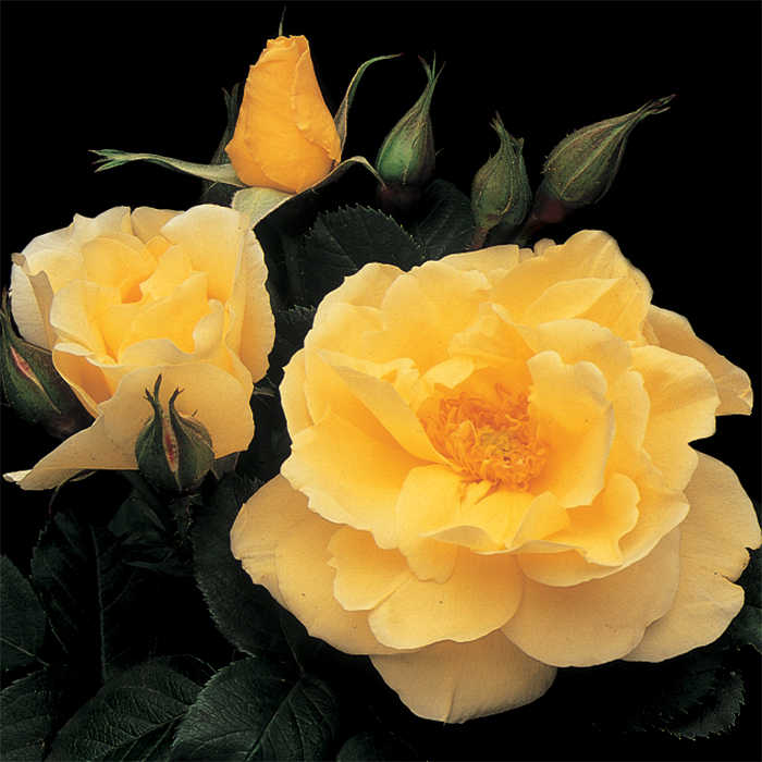 What do peach color roses mean The Meaning Of Color