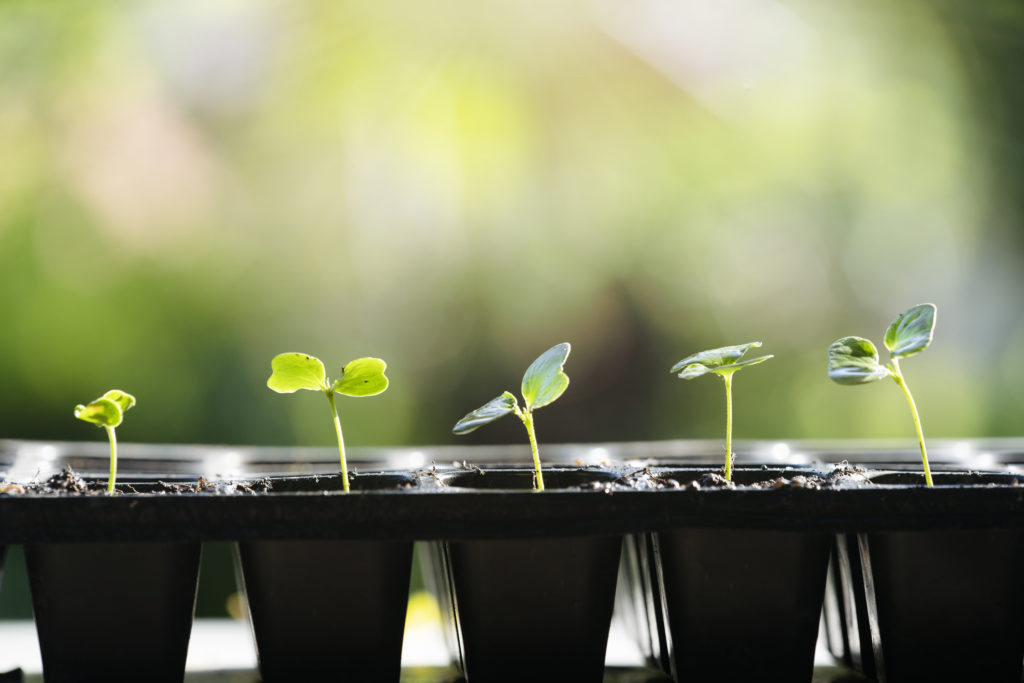 Seedlings growing in sunlight