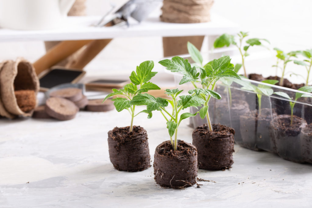 Seedlings ready to be planted